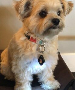 Small Dog Light - Dog Collar Light - Bubbas Leash Light - 2 Per Pack - Dog Walks & Backyard Monitoring. Attaches to Leash, Dog Collar, Harness. Small & Large Dogs. (Stealth Black) Bubba's Leash Light 28 61H2khl fL