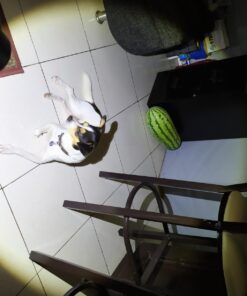 GearLight High-Powered LED Flashlight S1200 - Mid Size, Zoomable, Water Resistant, Handheld Light - High Lumen Camping, Outdoor, Emergency Flashlights 62 61H2lmYn1RL