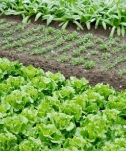 Heirloom Fruit Seeds- Non Hybrid- Real Survival Seeds. Honeydew Green Melon, Banana Melon, Honey Rock Cantaloupe, Watermelon Crimson Sweet, Sugar Baby Watermelon Seeds, Hales Best Jumbo Melon,Non GMO 28 61H5oEYrtsL