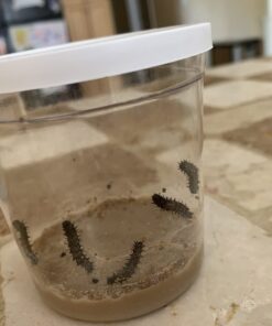 Insect Lore 5 Live Caterpillars Cup of Caterpillars Butterfly Kit Refill - Plus Butterfly Life Cycle Stages Toy Figurines - Shipped Now 63 61H8rX4Mx0L