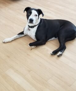 Pogi's Dog Poop Bags with Easy-Tie Handles - 300 Doggy Leak-Proof, Ultra Thick, Scented Poop Bags for Dogs, Cat 300 Count (Pack of 1) 39 61HHpcHWLTL