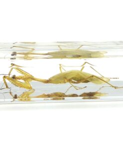 Praying Mantis(Mantis)(rearhorse) Paperweight Specimen Science Education Specimens(4.4x1.6x1.1") 8 61HKXcB sML