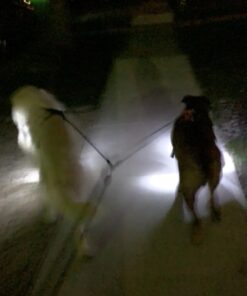 Small Dog Light - Dog Collar Light - Bubbas Leash Light - 2 Per Pack - Dog Walks & Backyard Monitoring. Attaches to Leash, Dog Collar, Harness. Small & Large Dogs. (Stealth Black) Bubba's Leash Light 39 61HRWFg4bsL