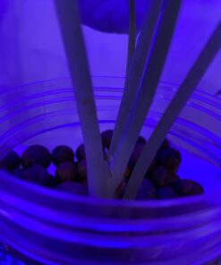 Expanded Clay Pebbles LECA Grow Media for Plants, Orchids, DWC Hydroponics, Aquaponics, Aquaculture Garden Soil Additive Conditioner Amendment Ceramsite Aggregate Cz Garden 2 LBS Cz Expanded Clay Pebbles 45 61HWcuu9O3L