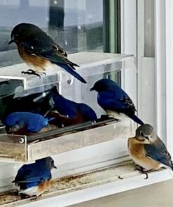 Wild Birds of Joy Window Bird Feeder with 4 Super Strong Suction Cups & Sliding Seed Tray, Large, Clear Acrylic, Easy Clean, Outdoor Bird Feeders, Outside View Up Close of Finch, Cardinal and Blue Jay 53 61HWqHY5BoL