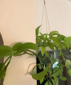 Command Small Decorating Clips, Damage Free Hanging Light Clips with Adhesive Strips, No Tools Small Wall Clips for Hanging Lights and Cables, 40 White Clips and 48 Command Strips 40 Clips 34 61HXQ6TmzdL