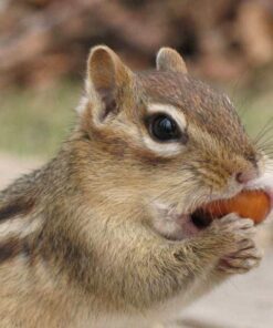 Wakefield Extra Large Virginia Peanuts for Animals, 25 LBS Peanut 25 Pound (Pack of 1) 24 61HZ5yvuvFL