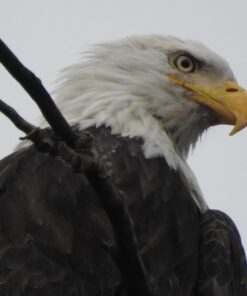 Nikon COOLPIX P900 Digital Camera (Black) 80 61HZ8OzMkuL