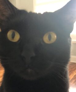 Purina Friskies Gravy Wet Cat Food , Meaty Bits - (24) 5.5 oz. Cans Chicken Dinner In Gravy, Gourmet Grill In Gravy, Beef In Gravy 5.5 Ounce (Pack of 24) 48 61HcSOn6MnL