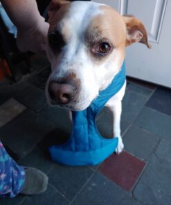 Kurgo Loft Dog Jacket, Reversible Dog Coat, Wear with Harness or Sweater, Water Resistant, Reflective, Winter Coat For Large Dogs (Coastal Blue, XL) Extra Large Coastal Blue/Orange 51 61HenREMCEL