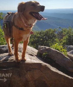 OneTigris Dog Pack Hound Travel Camping Hiking Backpack Saddle Bag Rucksack for Medium & Large Dog (Brown, Large) 11.4"L x 8.7"W x 2.4"H Brown 44 61HheglPZyL