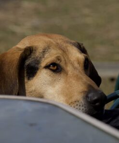 OM SYSTEM OLYMPUS M.Zuiko Digital 40-150mm F4.0-5.6 R Black For Micro Four Thirds System Camera, 3.75x Zoom Lens, Portable Design Standard Packaging 87 61HhszU3hJL