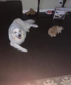 Vet’s Best Flea & Tick Advanced Strength Dog Shampoo - Dog Flea and Tick Treatment - Plant-Based Formula - Certified Natural Oils - 12 oz 28 61HikWCjfGL 3