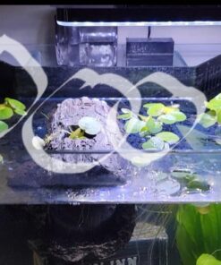 12 Amazon Frogbit (Limnobium Laevigatum), Live Aquarium/Aquatic Floating Plant by G&Z 30 61I07hkSHWL