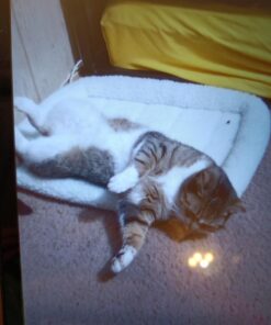 MidWest Homes for Pets Bolster Fleece Pet Bed for Dog And Cats 24L-Inch White w/ Comfortable Bolster | Ideal for Small Dog Breeds & Fits a 24-Inch Dog Crate | Machine Wash & Dry | 1-Year Warranty 34 61I459FB8HL