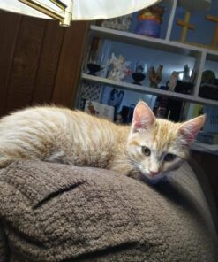 Purina ONE Natural Cat Food for Hairball Control, +PLUS Hairball Formula - 16 lb. Bag Chicken 16.00 Pound (Pack of 1) 41 61I7Eo4HqFL