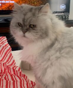 Royal Canin Persian Breed Adult Dry Cat Food, 7 lb bag 7 Pound (Pack of 1) 38 61IC5n9AnsL