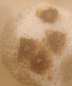 Nishiki Premium Rice, Medium Grain,15 Pound (Pack of 1) 15 Pound (Pack of 1) 34 61IH8P0w3dL