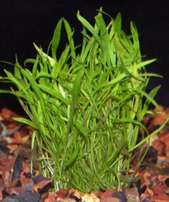 Alternative view of Micro Sword Aquarium Live Plant - Easy Foreground Carpet Plant