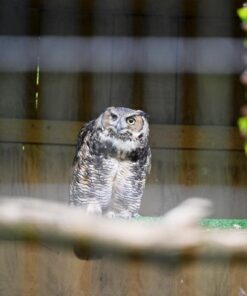 Nikon NIKKOR Z 24-70mm f/2.8 S | Professional large aperture mid-range zoom lens for Z series mirrorless cameras | Nikon USA Model Single 42 61IQ8wFZvwL