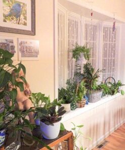 Miracle-Gro Moisture Control Potting Mix - Soil for Indoor & Outdoor Containers, Added Fertilizer Feeds Up to 6 Months, 8 qt. 8 qt. 40 61IQdaddLhL