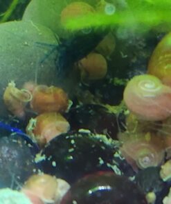 Ramshorn Snails, Algae Eater, Live Snails for Freshwater Aquariums - 1/8 to 1/2 inch (5 Snails) 5 Snails 13 61ITbyvN8AL