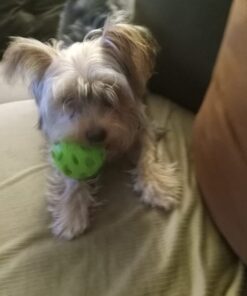 JW Pet Crackle Heads Crackle Ball, Small 27 61ITgF4HpTL