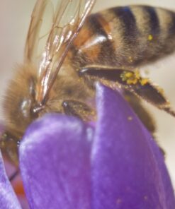 Mcoplus Extnp Auto Focus Macro Extension Tube Set for Nikon AF AF-S DX FX SLR Cameras 68 61IXjQ87mcL