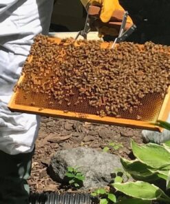 WEICHUAN Beekeeping Frame Gripper, Frame Holder, Frame Lifter Tool - Stainless Steel Beekeeping Equipment Bee Hive Frame Grip Tool Beekeeper Tool 12 61IY O7xDL