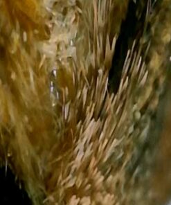 Wireless Digital Microscope, Skybasic 50X-1000X Magnification WiFi Portable Handheld Microscopes with Adjustable Stand HD USB Microscope Camera Compatible with iPhone Android iPad Windows Mac Computer Black 42 61IbxR7VG2L