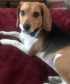 GREENIES Original TEENIE Natural Dental Care Dog Treats, 12 oz. Pack (43 Treats) Unflavored 43 Count (Pack of 1) 37 61IoutpJVbL