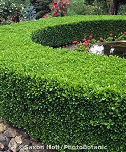 TABOR TOOLS B212A Telescopic Hedge Shears with Wavy Blade and Extendable Steel Handles. Extendable Manual Hedge Clippers for Trimming Borders, Boxwood, and Tall Bushes. B212A Extendable Hedge Shears 30 61It IzryVL