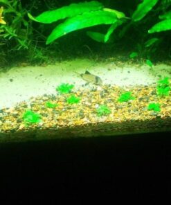 Staurogyne Repens Tissue Cultured - Foreground Aquarium Plant 47 61IydxL8PDL