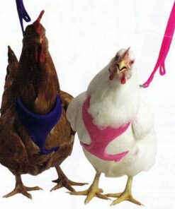 Chicken Harness (Black, X-Small) 5 61J1JtYTA3L