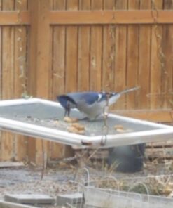 Hampton Farms - USA Grown All-Natural - Fancy Roasted In-Shell Unsalted Peanuts - 5 lb. Bag Basic pack 32 61J5hmZKxL