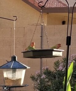 Kaytee Wild Bird Food Nut & Fruit Seed Blend For Cardinals, Chickadees, Nuthatches, Woodpeckers and Other Colorful Songbirds, 5 Pounds 5 Pound (Pack of 1) 29 61J7TPsb2L