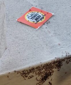 Terro T100-12 Liquid Ant Killer II, 1 oz, Pack of 1 29 61J87lsx2IL