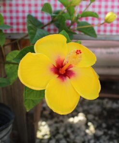 Canon EOS Rebel T7 DSLR Camera with 18-55mm Lens | Built-in Wi-Fi | 24.1 MP CMOS Sensor | DIGIC 4+ Image Processor and Full HD Videos 42 61J8LSf1L