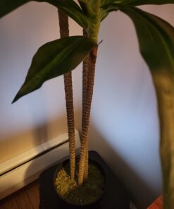 Nearly Natural 6596 6ft. Dracaena Silk Plant (Real Touch),Green 31 61JEGje6r7L