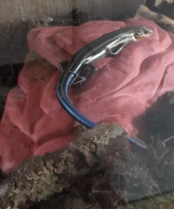 Zoo Med Repticare Rock Heater 1 Count (Pack of 1) 16 61JHlhWjs9L