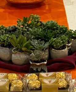 Succulents Plants Live (20PK) Potted Succulent Plants Live House Plants, Cactus Plants Live Plants Indoor Plants Live Houseplants, Indoor Plant Succulents Live Plant House Plant by Plants for Pets 20-PACK 56 61JPnRb4OHL