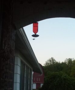 Perky-Pet 8109-2 Antique Glass Bottle Hummingbird Feeder-16-Ounce Capacity, Red beige 1 Count (Pack of 1) Elegant 37 61JR1l3U22L