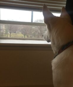 Buydecorativefilm BDF S05 Heat Control Daytime Privacy One Way Mirror Window Film Silver 5 (36in X 12ft) 36in X 12ft 36 61JRCW 22aL