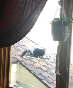 Large Clear Window Bird Feeder - Extended House with Strong Suction Cups - Steel Perch Sliding Feed Seed Tray - See Through Transparent Big Birdhouse - Wild Finch, Cardinal, Blue Jay - Cool Cat Gift 100 61JS3CrFenL