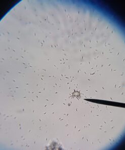 AmScope M150C-I 40X-1000X All-Metal Optical Glass Lenses Cordless LED Student Biological Compound Microscope 40 61Ja8yJ6RGL