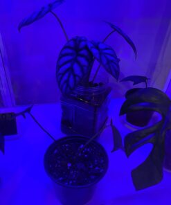 Expanded Clay Pebbles LECA Grow Media for Plants, Orchids, DWC Hydroponics, Aquaponics, Aquaculture Garden Soil Additive Conditioner Amendment Ceramsite Aggregate Cz Garden 2 LBS Cz Expanded Clay Pebbles 46 61Jgg3X5KHL