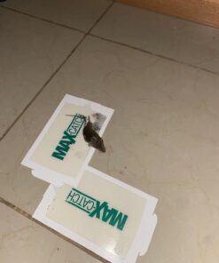 Max Catch 72 Pack Professional Strength - Mouse, Rat & Pest Glue Scented Sticky Trap for Rodents and Insects - Ready to Use Indoors - Non Toxic, No Mess, Easy Cleanup Mice Trap by Catchmaster 31 61JmeJW6vrL