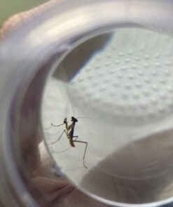 Praying Mantis Egg Case with Hatching Habitat Cup - 2 Praying Mantids Egg Cases 2 Egg Pod Habitat Cup 37 61Jnir2utiL