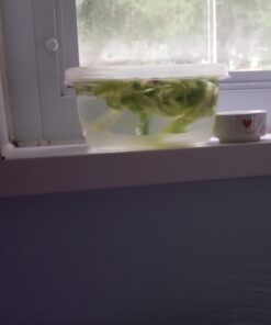 Jungle Vallisneria Rooted Plants 15-20 inches Tall - Easy Background Aquarium Plants 34 61JxPvtKDL