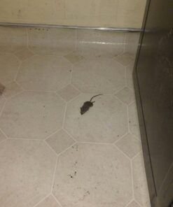 Tomcat Mouse Killer I Tier 1 Refillable Mouse Bait Station, 1 Station with 16 Baits (Bag) 11 61JxX2fiPgL 1